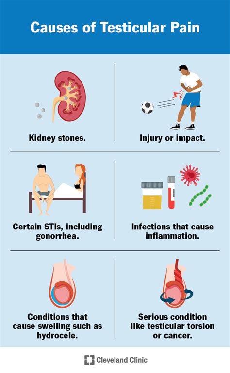 do testes drop during puberty|how much of my testicles are lower.